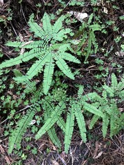 Adiantum aleuticum aleuticum