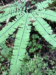 Adiantum aleuticum aleuticum