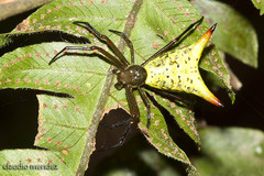 Micrathena crassispina