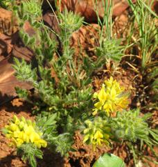 Leobordea divaricata