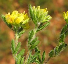 Leobordea divaricata