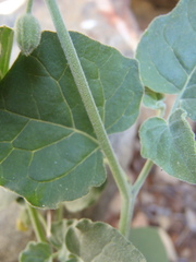 Physalis hederifolia fendleri