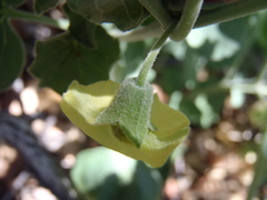 Physalis hederifolia fendleri