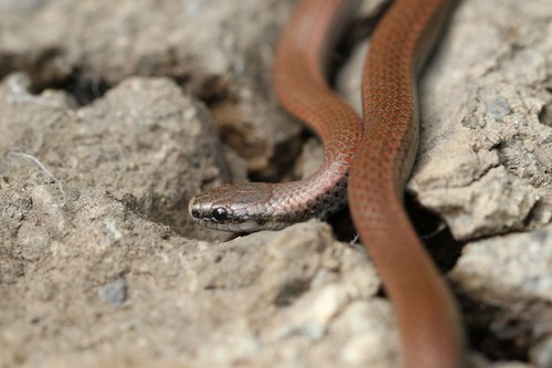 Common Sharp-tailed Snake, Capital, CA-BC, CA, photo 10 of 10