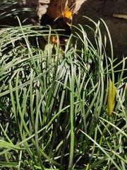 Nolinoideae
