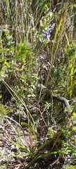 Comesperma defoliatum