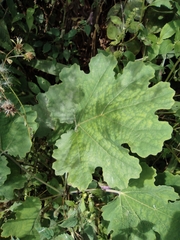 Macleaya cordata