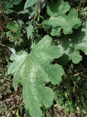 Macleaya cordata
