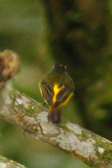 Myiotriccus ornatus
