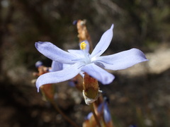Orthrosanthus multiflorus