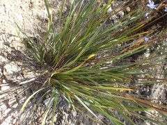 Orthrosanthus multiflorus