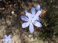 Orthrosanthus multiflorus