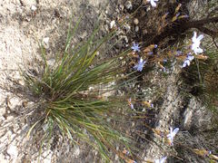 Orthrosanthus multiflorus