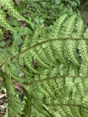 Dryopteris pentheri