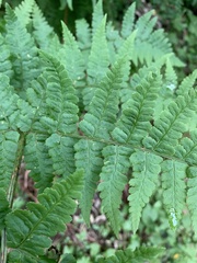 Dryopteris pentheri