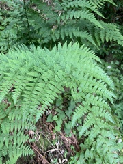 Dryopteris pentheri