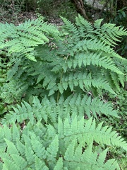 Dryopteris pentheri