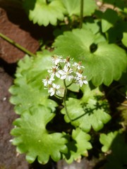 Micranthes nelsoniana