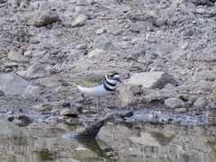 Charadrius vociferus