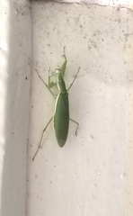 Odontomantis planiceps