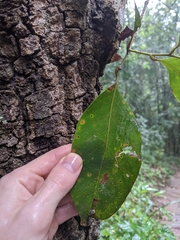 Lithocarpus polystachyus
