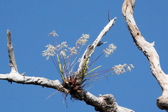 Dendrobium canaliculatum