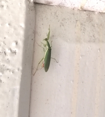 Odontomantis planiceps