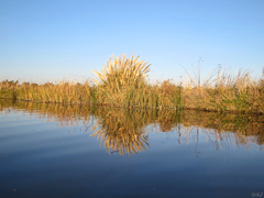 Cortaderia selloana