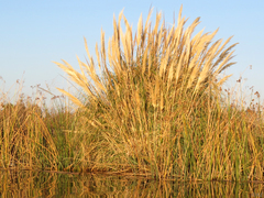 Cortaderia selloana