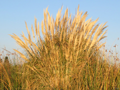Cortaderia selloana