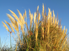 Cortaderia selloana