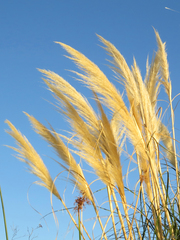 Cortaderia selloana