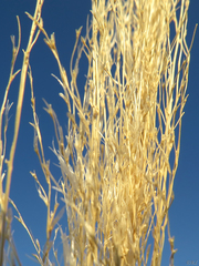 Cortaderia selloana