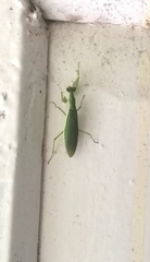 Odontomantis planiceps