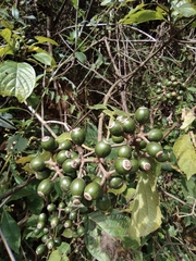 Mussaenda philippica