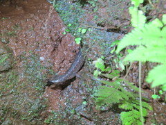 Lepidophyma tuxtlae