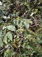 Mussaenda philippica