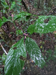 Chassalia curviflora