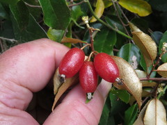 Elaeagnus triflora