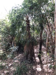 Livistona decora