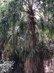 Livistona decora