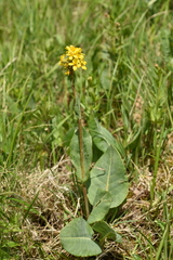 Ligularia altaica