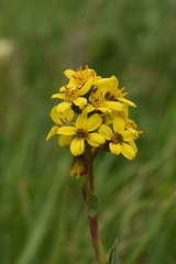 Ligularia altaica