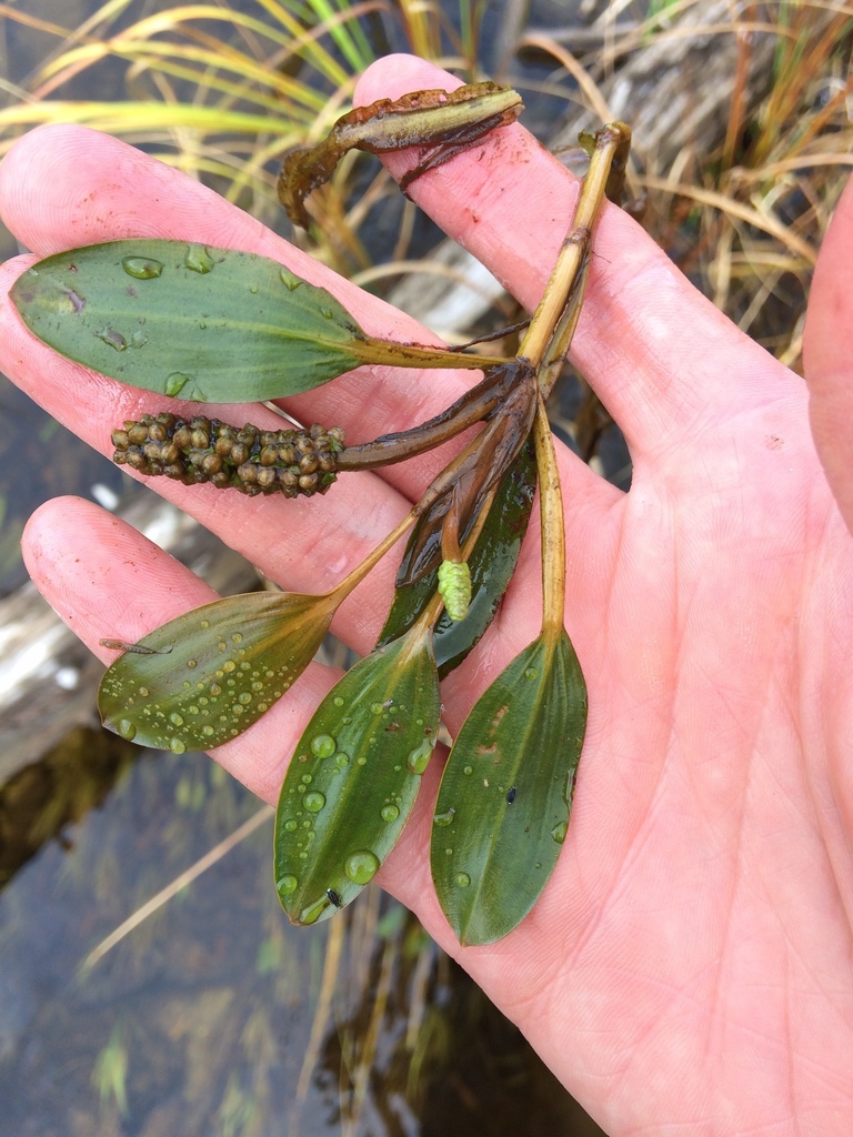 broadleaved pondweed (ADIRONDACK RESEARCH GUIDEBOOK) · iNaturalist