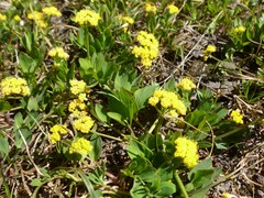 Tauschia stricklandii
