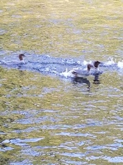 Mergus merganser
