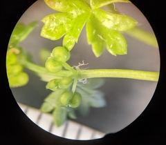Hydrocotyle foveolata