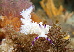 Pteraeolidia ianthina