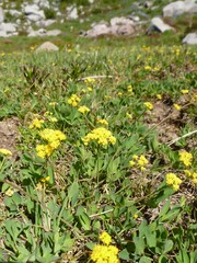Tauschia stricklandii