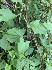 Rumex sagittatus